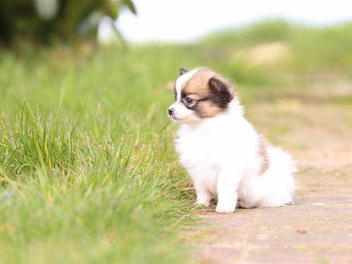 很多女生宁愿养公狗也不愿养母狗,到底为什么呢? 很多女生宁愿养公狗也不愿养母狗,到底为什么呢?