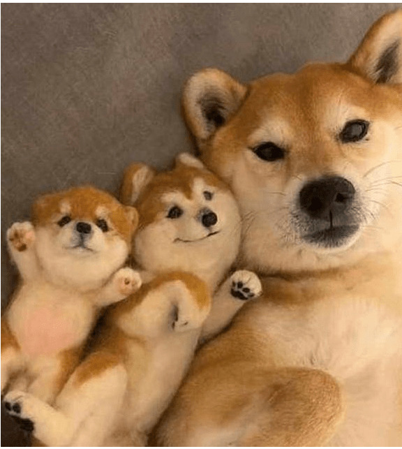 柴犬是新号秋田犬?别再傻傻的分不清楚了 柴犬是新号秋田犬?别再傻傻的分不清楚了