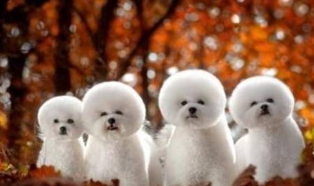 在比熊狗之前,你应该知道这些事情,以免抱怨! 在比熊狗之前,你应该知道这些事情,以免抱怨!