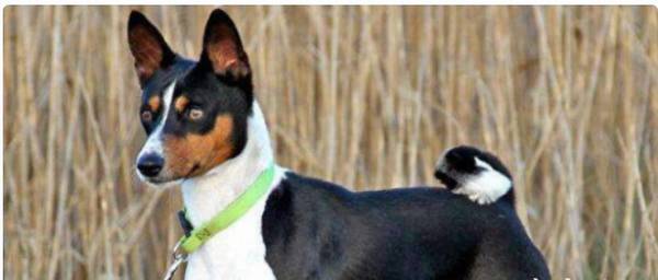 ������Ȯ��ʱ����