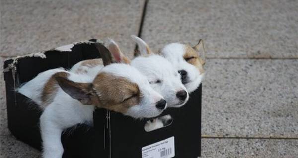 狗下崽后要注意什么 狗下崽后要注意什么