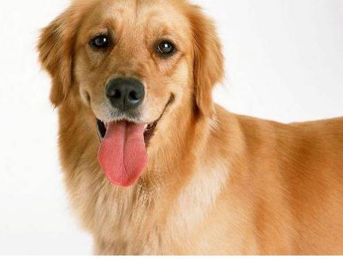 得了耳螨的狗狗,狗狗耳螨比较严重的不良影响 得了耳螨的狗狗,狗狗耳螨比较严重的不良影响