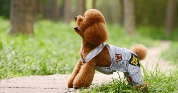 ̩��Ϊ�γ�����������ô������ɵ�