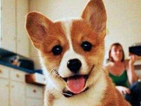 �»�������Ҫ�ζ�ë�𣿿»�������Ҫ�ζ�ë��