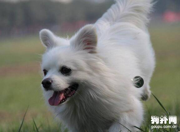 4�����ʺϼ�ͥ������С��Ȯ����ϲ����һ�֣�