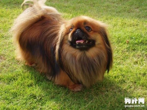 4�����ʺϼ�ͥ������С��Ȯ����ϲ����һ�֣�