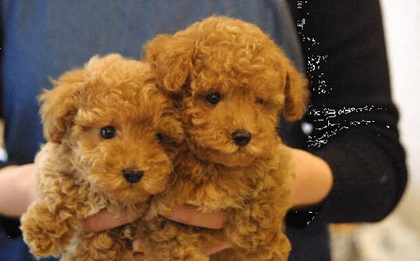 火爆的泰迪犬,为何价格那麼低?缘故有5个 火爆的泰迪犬,为何价格那麼低?缘故有5个