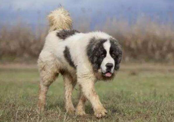 ������Ȯ����ЩƷ��