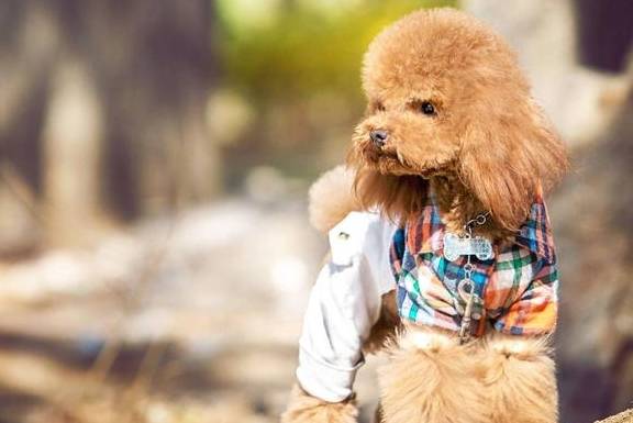 泰迪犬“最脏”的6个位置,你都是有洗干净吗? 泰迪犬“最脏”的6个位置,你都是有洗干净吗?