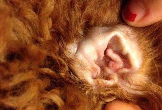 泰迪犬“最脏”的6个位置,你都是有洗干净吗? 泰迪犬“最脏”的6个位置,你都是有洗干净吗?