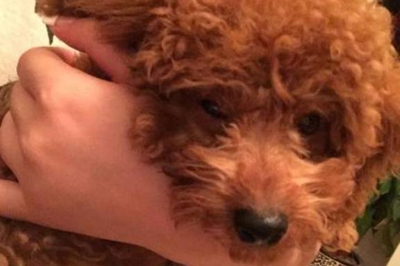 泰迪犬“最脏”的6个位置,你都是有洗干净吗? 泰迪犬“最脏”的6个位置,你都是有洗干净吗?