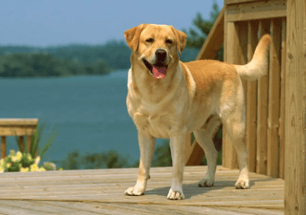 ��ɹ�����֫�鴤��ԭ������Щ�����Ƿ�����