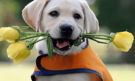 ��ɹ�����֫�鴤��ԭ������Щ�����Ƿ�����