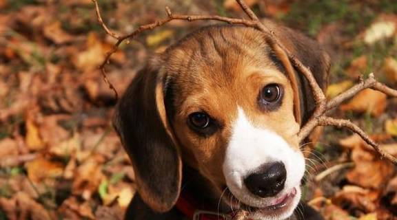 有什么办法能够提升狗狗使用寿命 有什么办法能够提升狗狗使用寿命
