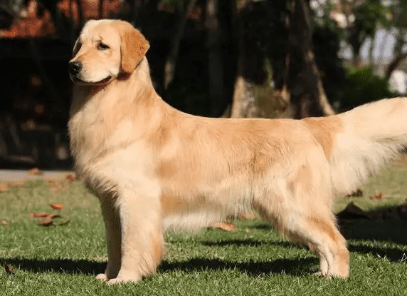 狗狗骨折后的术后恢复如何做? 狗狗骨折后的术后恢复如何做?