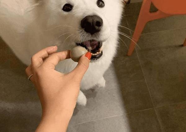 狗狗吃蛋黄补钙吗小狗狗吃蛋黄补钙行吗 狗狗吃蛋黄补钙吗小狗狗吃蛋黄补钙行吗