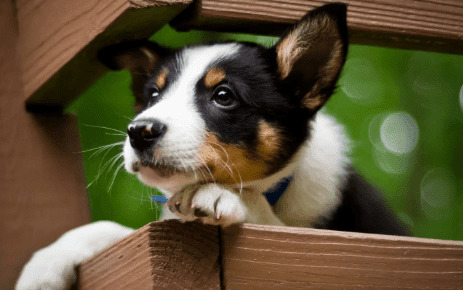 狗狗周围神经炎引起发病原因是什么?治疗方式有什么? 狗狗周围神经炎引起发病原因是什么?治疗方式有什么?