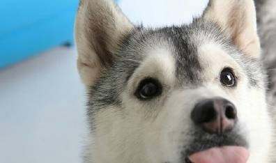 Ϊʲô˵��ʿ�治���Ե���Ȯ����ֻ�������������ϰ��ȡ�óɹ���