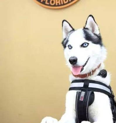 Ϊʲô˵��ʿ�治���Ե���Ȯ����ֻ�������������ϰ��ȡ�óɹ���