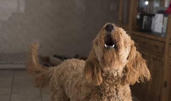 ����Ҫ��ʲô�Ͷ����˴󺰣������Բ��ԣ��������ˣ�Ҫ��