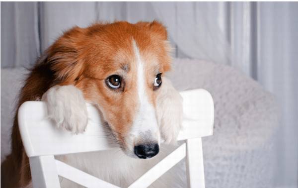 狗狗难以训练,看见就来气?这这几个常用招式包你会治它服服贴贴 狗狗难以训练,看见就来气?这这几个常用招式包你会治它服服贴贴