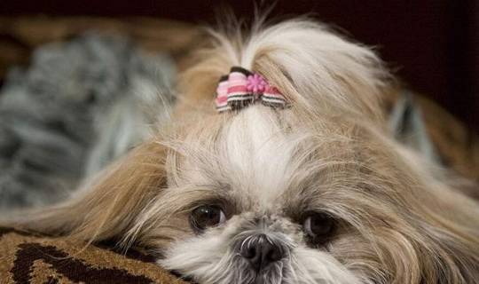 如何训练西施犬坐自行车 如何训练西施犬坐自行车