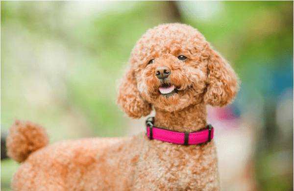 小泰迪吃幼犬吃啥狗粮好 小泰迪吃幼犬吃啥狗粮好