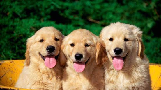 ʲôƷƱȽϺãҪѧÿ⼸