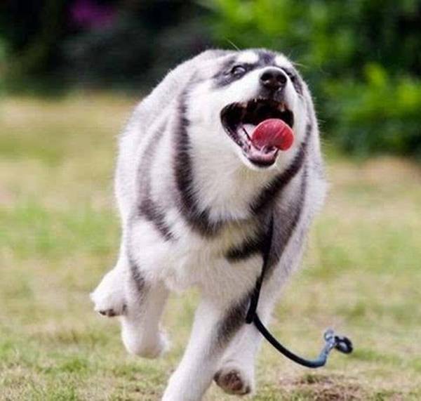 4�ֳ���Ȯ�Ƶ��ϡ�����û������ʺ�٣�ÿһ����è�޹�����ս�ľ�