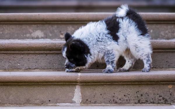 �⼸�ࡰ�й�ʽ��ͥ�޹�������ž����Թ���̫��