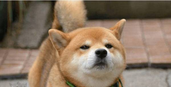 遛狗老是爆冲怎么处理遛狗也是有骨裂的风险? 遛狗老是爆冲怎么处理遛狗也是有骨裂的风险?