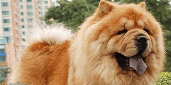 遛狗老是爆冲怎么处理遛狗也是有骨裂的风险? 遛狗老是爆冲怎么处理遛狗也是有骨裂的风险?