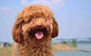 ̩��Ȯ�˶���������Ҳ�������⼸�������޹����𺦷ǳ���