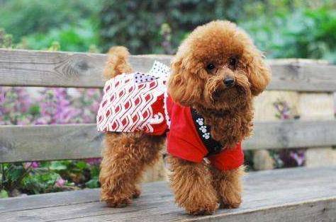 ̩��Ȯ�˶���������Ҳ�������⼸�������޹����𺦷ǳ���