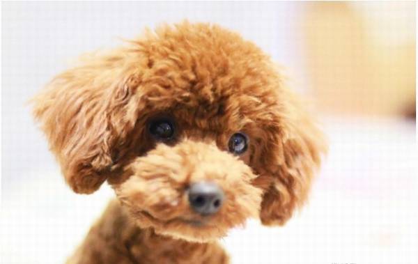 ���������ַ����޹����������𺦹���Ŷ��������Ҫ�˽�