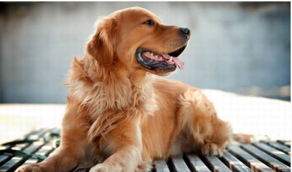 ���������ַ����޹����������𺦹���Ŷ��������Ҫ�˽�