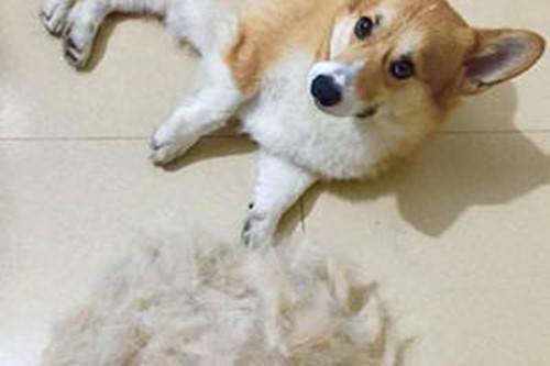 一岁柯基犬脱毛比较严重该怎么办 一岁柯基犬脱毛比较严重该怎么办