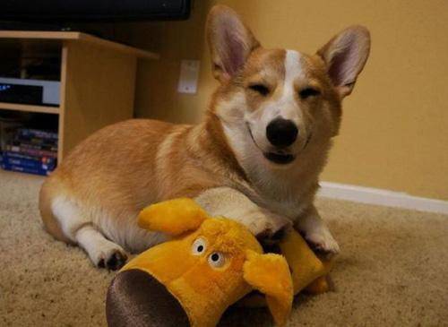 一岁柯基犬脱毛比较严重该怎么办 一岁柯基犬脱毛比较严重该怎么办