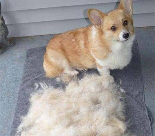 �»���ë��������Ƚ�����