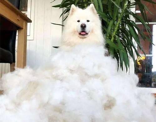 ��ν�����ĦҮ��ë��״��