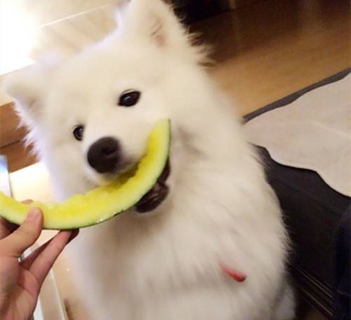 ��ν�����ĦҮ��ë��״��