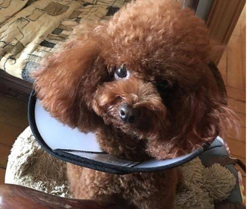 泰迪的身上掉毛一大片,主人应当怎么处理 泰迪的身上掉毛一大片,主人应当怎么处理