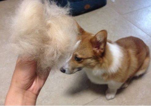 狗狗掉毛用什么药医治好 狗狗掉毛用什么药医治好