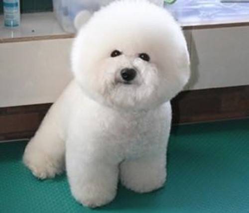 比熊持续掉毛,夏天比熊为何掉毛 比熊持续掉毛,夏天比熊为何掉毛