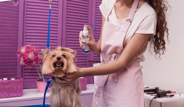 狗的身上掉毛吃什么东西呢 狗的身上掉毛吃什么东西呢