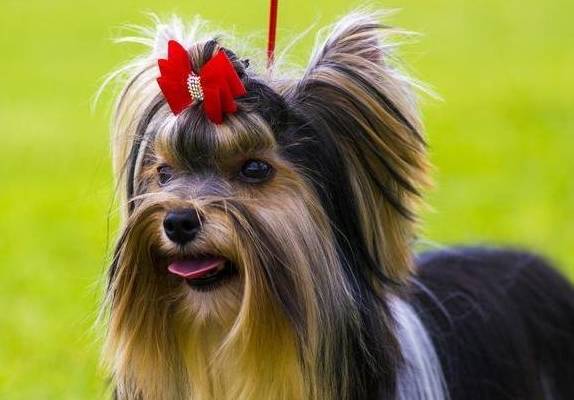 ʲô�����������5�ֲ����Ը�ã�������ë