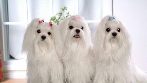 ʲô�����������5�ֲ����Ը�ã�������ë