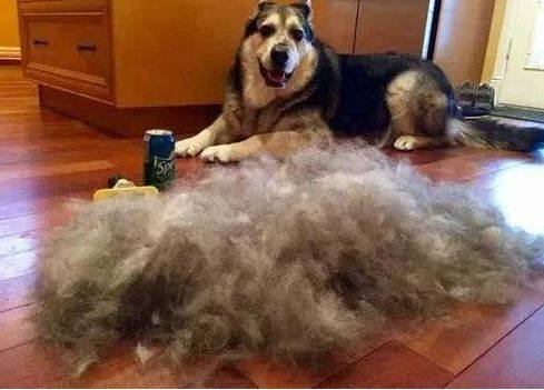 狗狗块状掉毛是怎么回事 狗狗块状掉毛是怎么回事