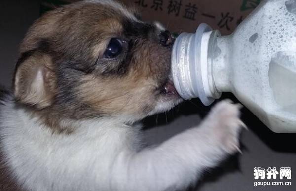 С����ʲô�����̷۱ȽϺ�