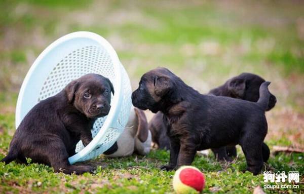 怎么给狗狗断奶,应该注意些什么 怎么给狗狗断奶,应该注意些什么